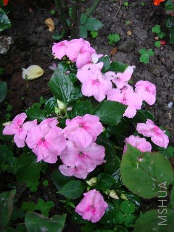 �ѷǷ��ֵ�����