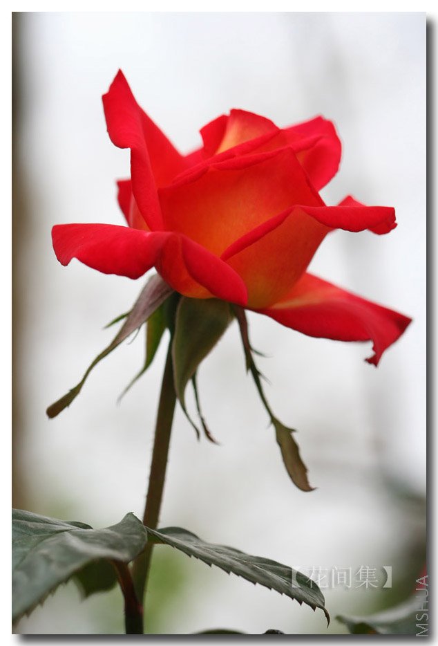 IMG_9941 ����.jpg