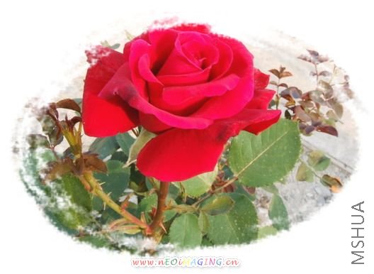 DSCF1531.jpg