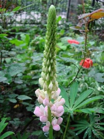 ���ȶ�������