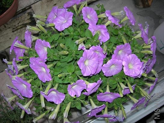 ���ܺ�,��ͨţƷ��,ҲŬ������