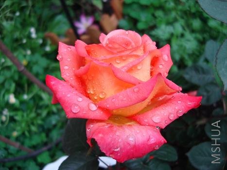 ���Ʋ����ÿ���Ҳ����