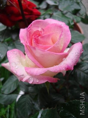 �ؾ��ǹ�������ʧ�߹����