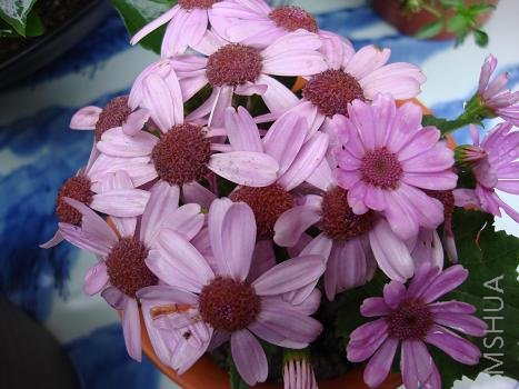 ��ϲ��������ɫ�Ĺ�Ҷ��