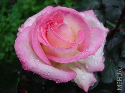 Ħ��繫����������