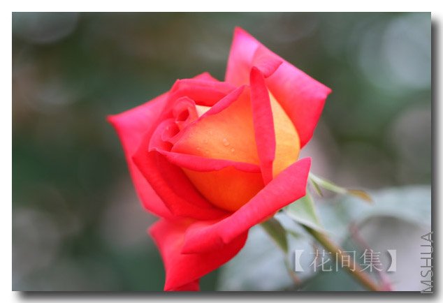 IMG_9940 ����.jpg