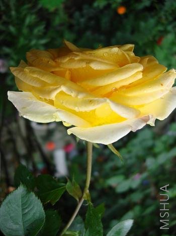 ���������е��ٺ�İ�