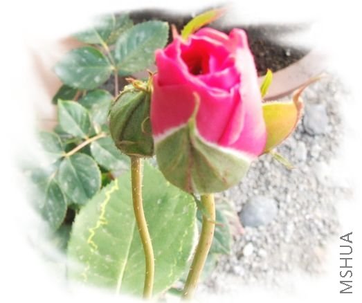 DSCF1542.jpg