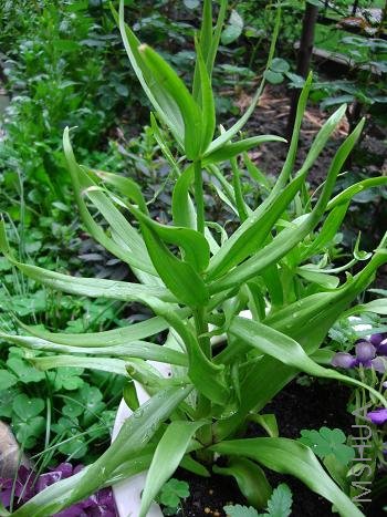 �ʹڻ���ĸ���˺ø�