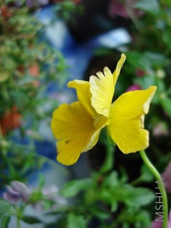 �ƻ���ɫ�Ľ�������һ�μ���