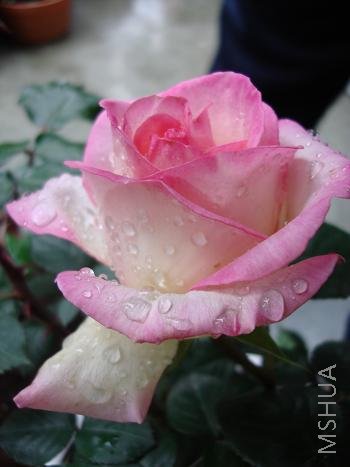 �ö�СŮ�����ΰ�