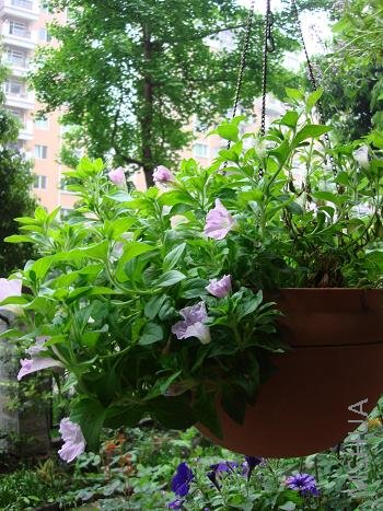 �Լ��ջ���������糤�ɵģ������Ա�ȥ�꿪��С���˻��ˣ�