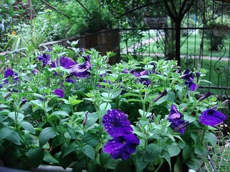 �������ʸе���ɫֱ����ţ