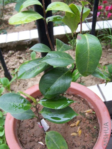 2��С��,�Ǻ�