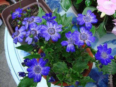 տ��ɫ�Ĺ�Ҷ���ر��ܳ裬ס����