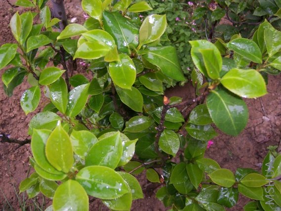 ��֪�����ֵĲ軨