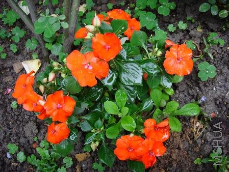 ������Ϊ�ر�һ���ÿ�