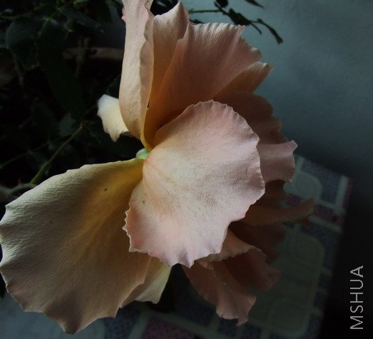 DSCF1544.jpg