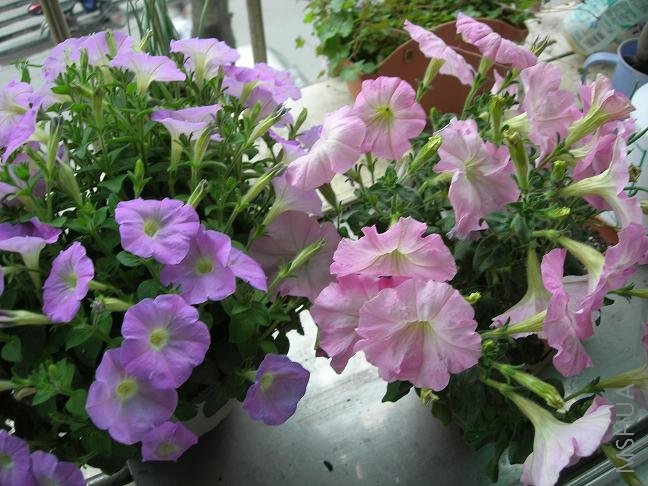 ��ɫţ,������ţҪ��,MS��ɫҲ��Ư��