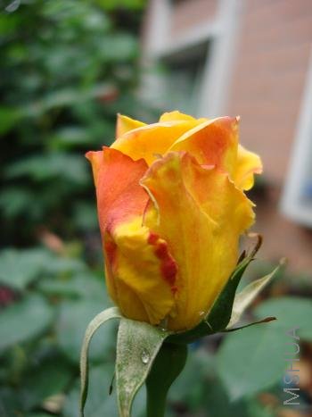 ��֪�����ǲ��ǻƺ�ƽ��