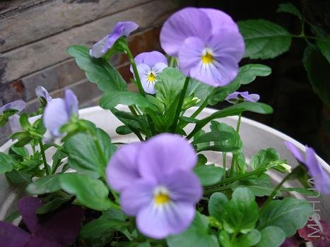 ��ϲ�����ֵ����Ľ���