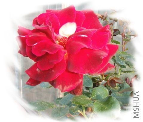 DSCF1537.jpg