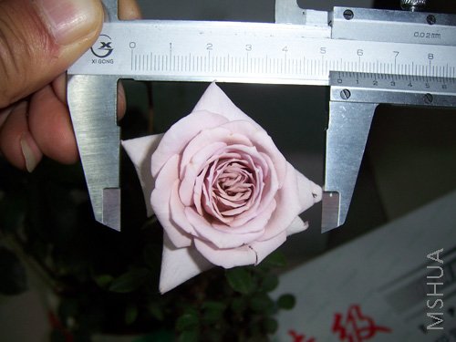 100_2917.JPG