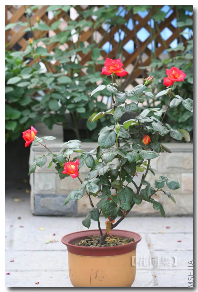 IMG_9892 ����.jpg