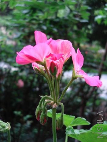 �Һ�ɫ���죬�����ޱ�