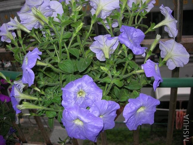 �������ɫ�Ļ���ź��ɫ.