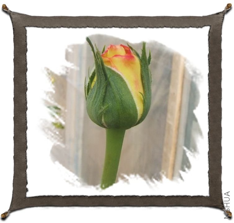 DSCF1538.jpg
