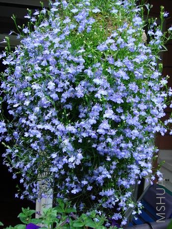 ��Զ��С����