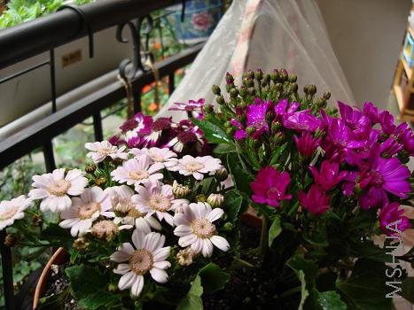 ����ɫ�Ĺ�Ҷ�պ��ر�