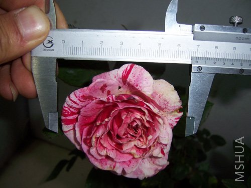 100_2916.JPG