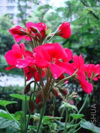 ����ɫ�����Ƕ໨