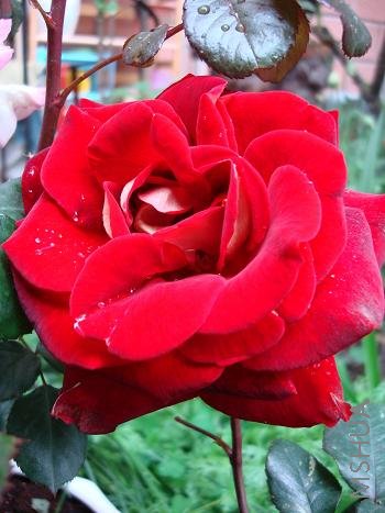 ����ȴ��������������Ů��