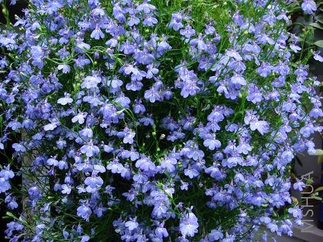 �ֵ�����Խ������Խ��