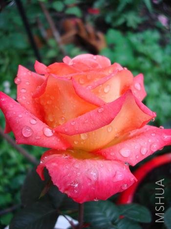 ����ߵĲ�����