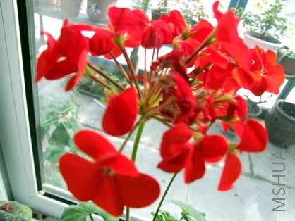 DSCF1290.jpg