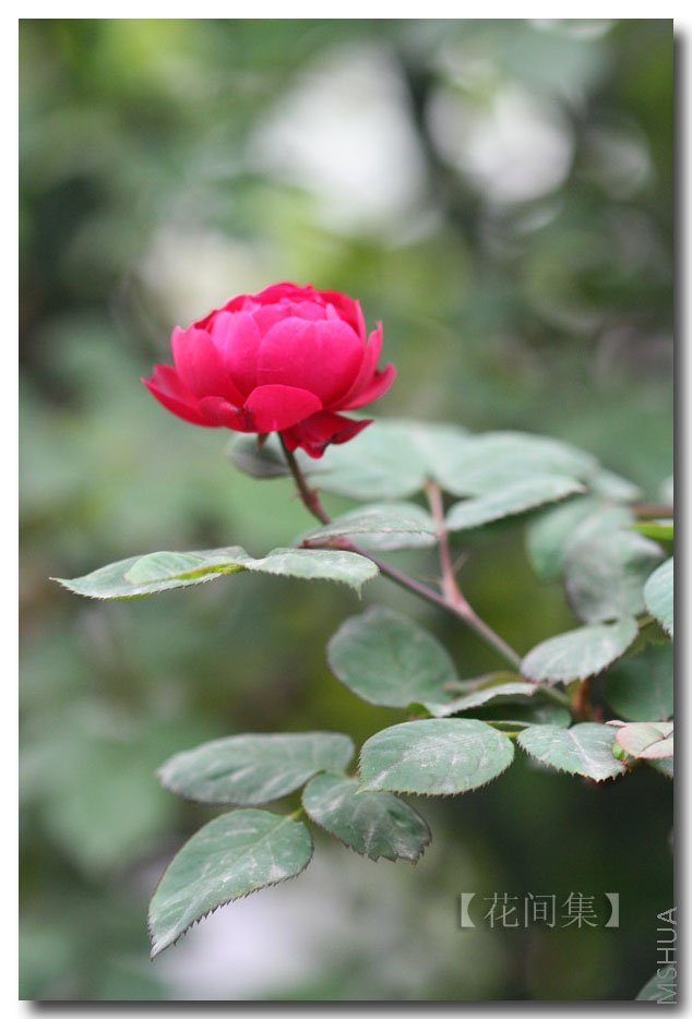 ����������ķ