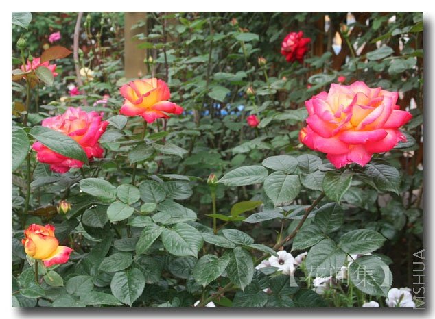 IMG_0086 ����.jpg