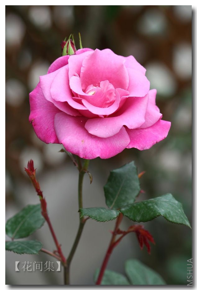 IMG_0219 ����.jpg