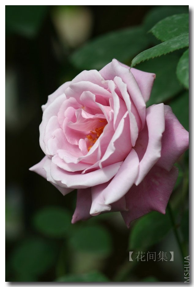 IMG_0127 ����.jpg