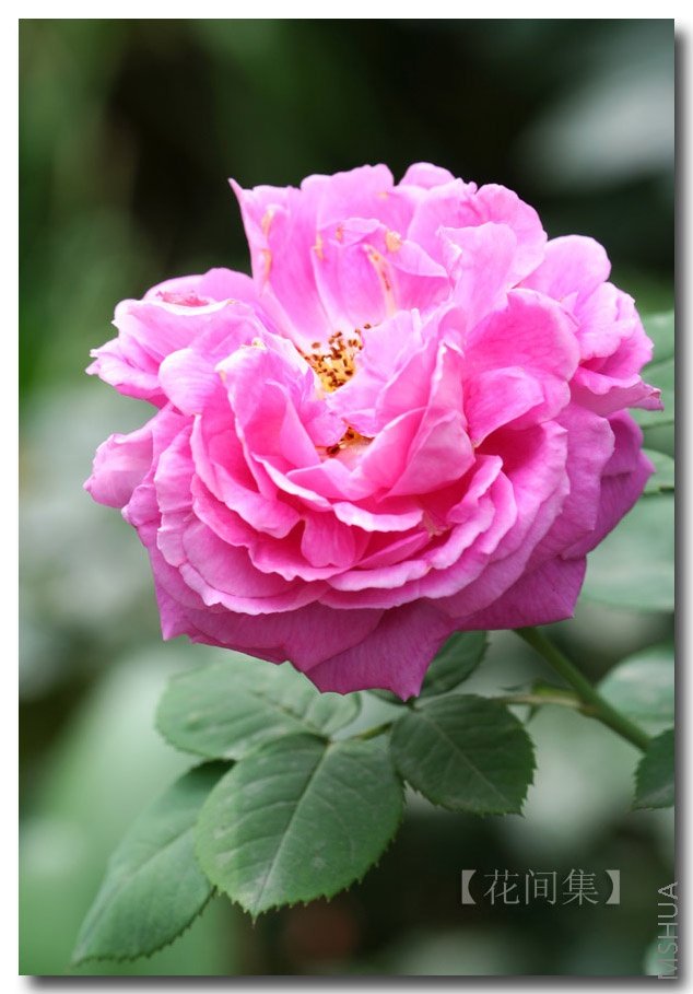 IMG_0110 ����.jpg