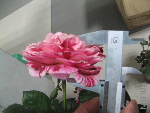 ��Ƭ5.jpg