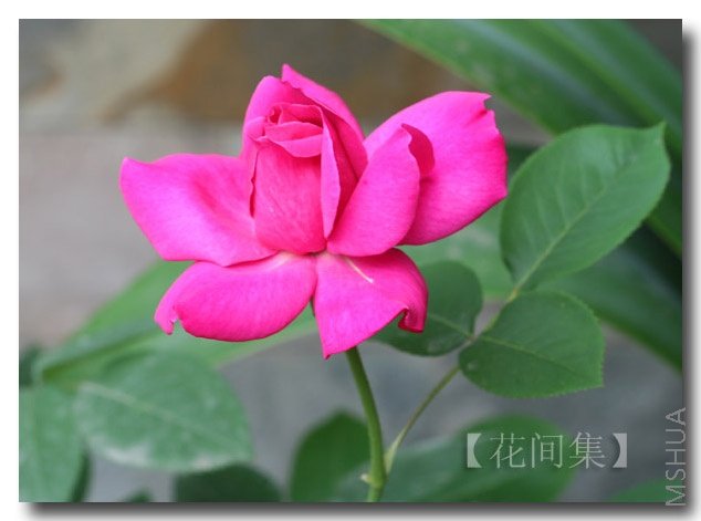 IMG_0117 ����.jpg