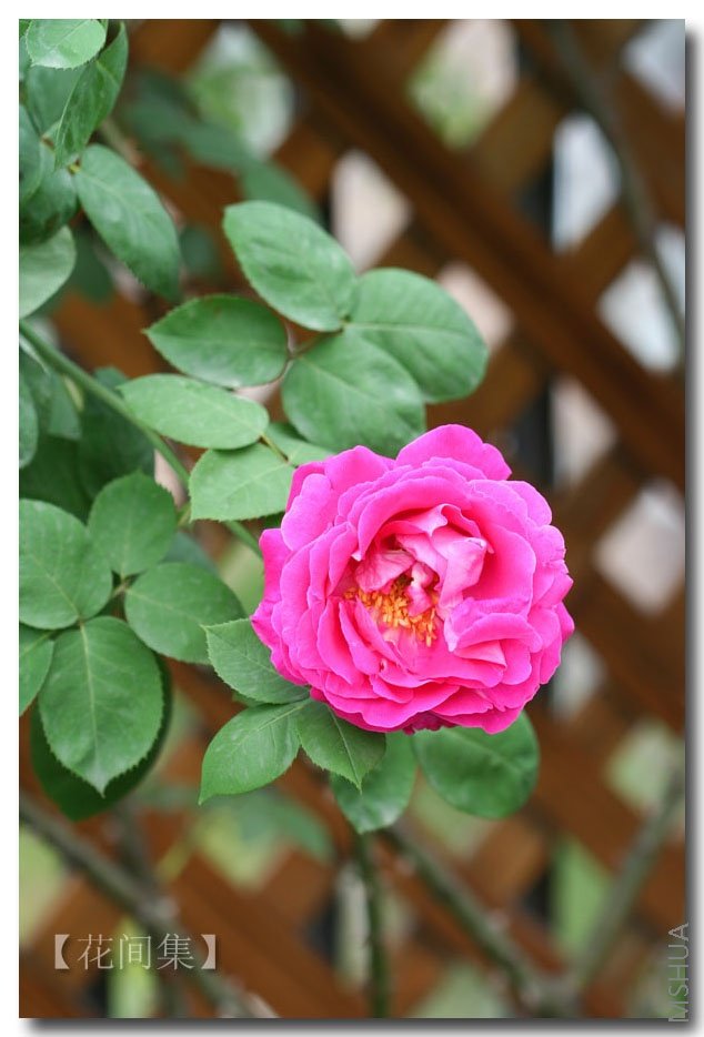 IMG_0221 ����.jpg