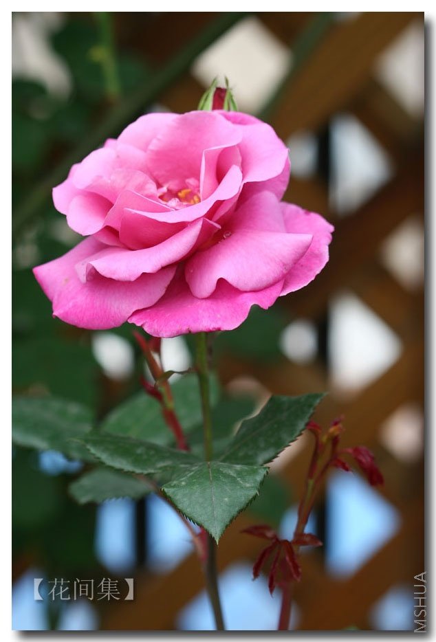 IMG_0220 ����.jpg