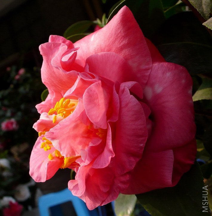 P1510449.jpg
