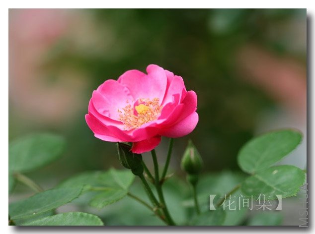 IMG_0133 ����.jpg